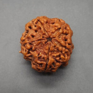 5 Mukhi Rudraksha